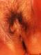 hairy pussy